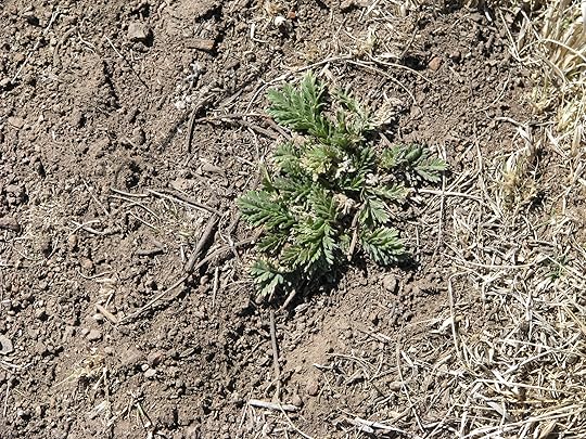 early cinquefoil