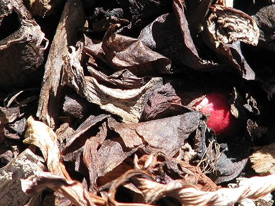 early rhubarb