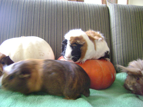 Meanwhile, my last pumpkin photo shoot was a less than deft example of how to handle a lot of characters. As always, Horace was being a good pig. Ozma, Peregrine, and Danger Crumples were not having it. Guinea pigs. Familiars of the thwarting kind. 
