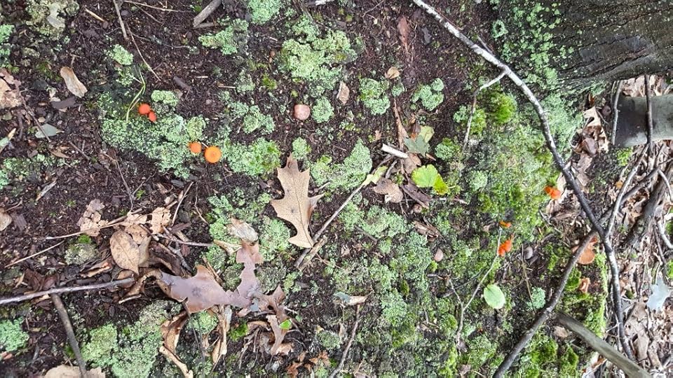 The forest floor, with vibrant green moss, brown dead leaves, and bright orange mushrooms.