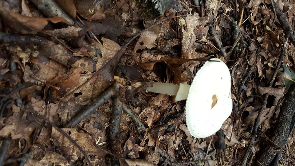 A tall white mushroom against a field of brown forest debris, like sticks and leaves.