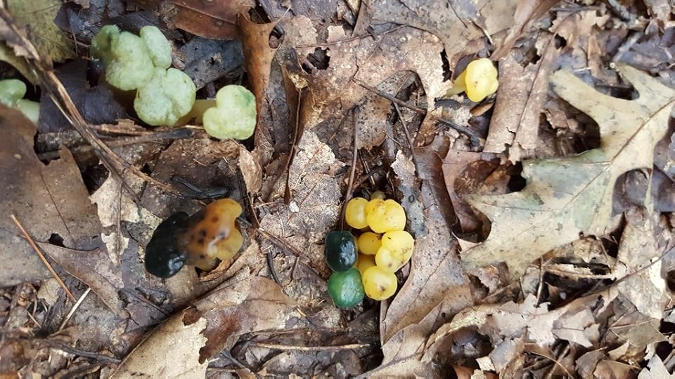 These are mushrooms that, hand to god, look just like fruit snacks or wine gums or what have you.