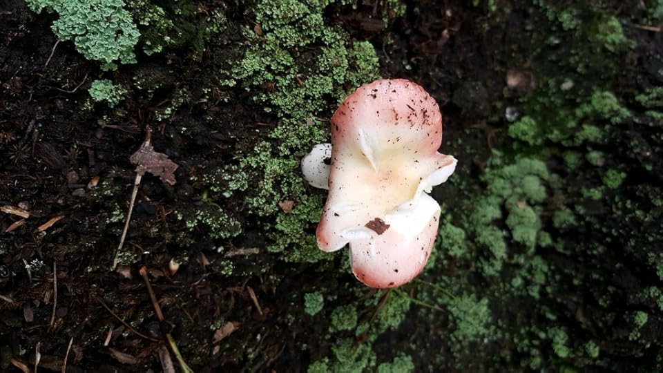 A pink and white mushroom that has clearly been nibbled by some kind of fauna.