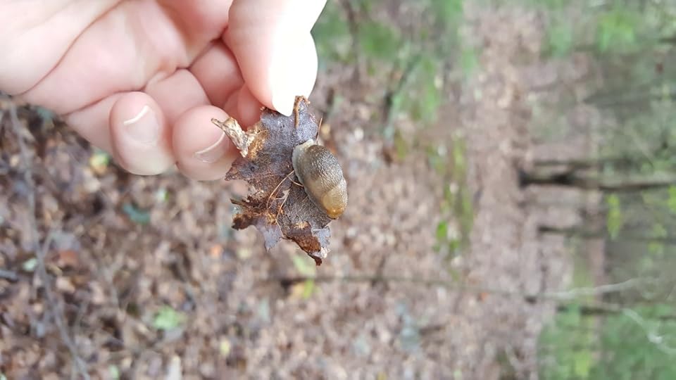 My hand, holding a dead leaf upon which a little slug is perched.