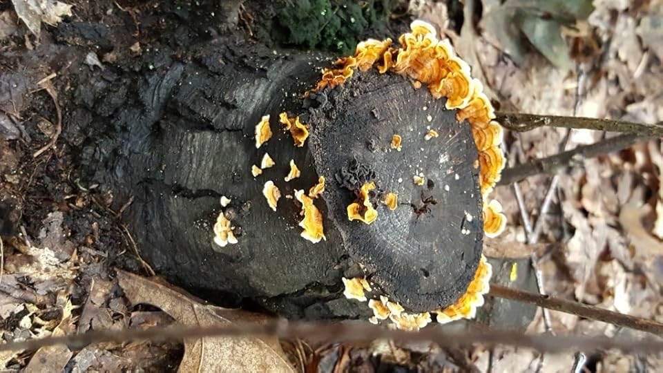 A tree stump with flat, orange mushrooms growing on it, around the sides and the rim of the top.