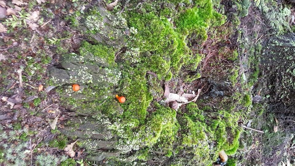 Another stump, this one covered in bright green lichen and little tiny red mushrooms like berries.