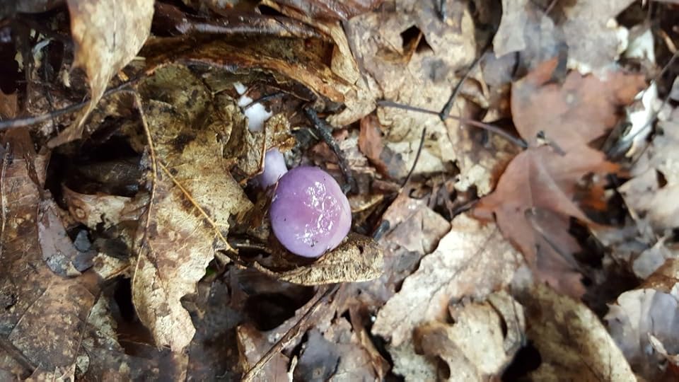 A little purple mushroom peeking out from under some dead leaves.