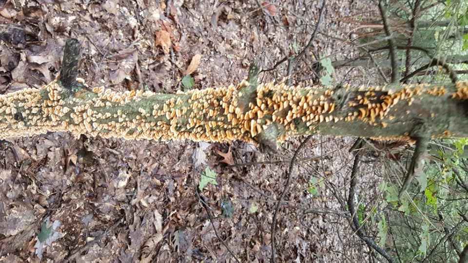 A living tree, covered in scaly brown mushrooms.