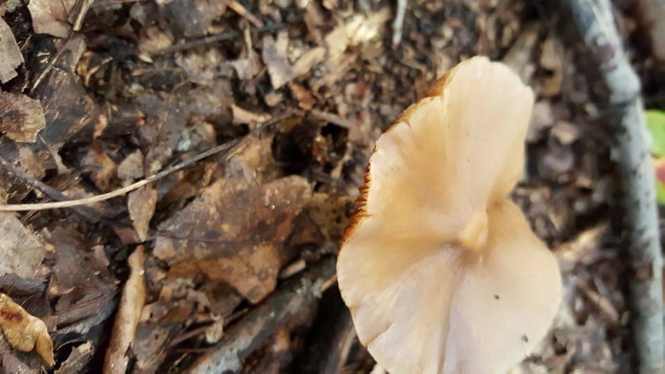 A flat-topped brown mushroom