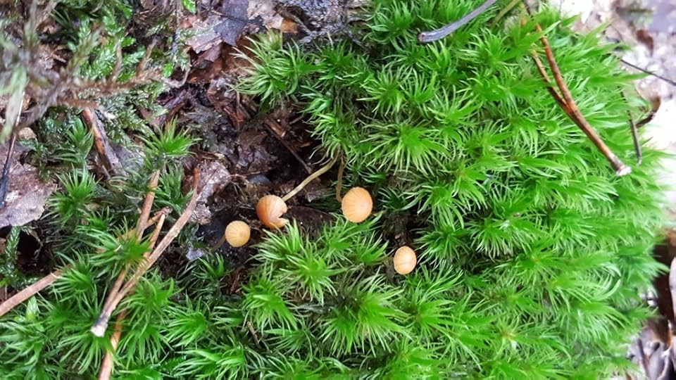 Bright green ferns with the teensiest little round-capped brown mushrooms poking out.