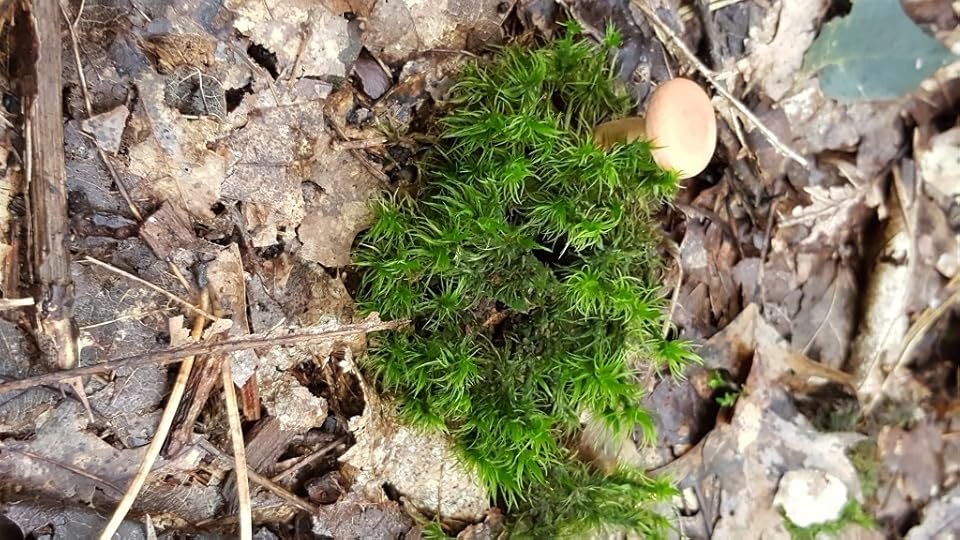A little clump of green fern stuff with a single tan mushroom beside it. It's like a little island in the middle of some dead leaves.