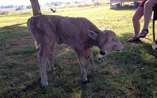 lucky-two-headed-calf