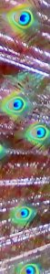 eyes