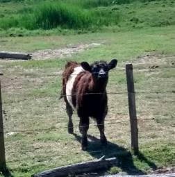 angus
