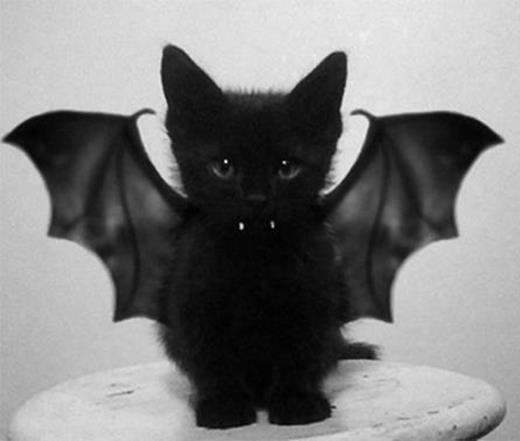 kitten-vampire