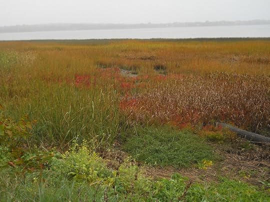 autumn salt marsh