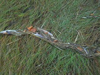 tideline feathers