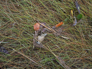 a crab in the tideline