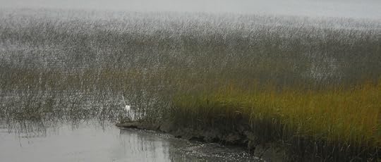 egret and incoming tide