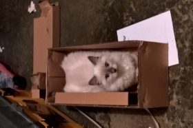 Kitten in a box in the garage.