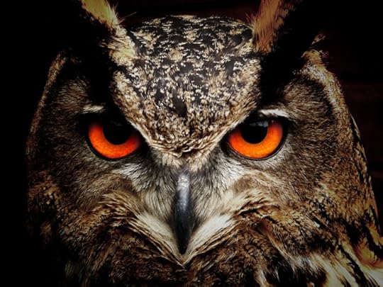 Owl (Public Domain)