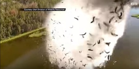 fish-plane