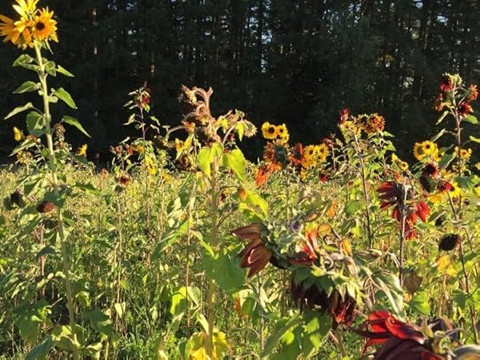 fallflowers1jpg