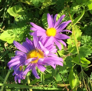 asters