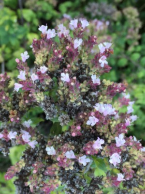 oregano