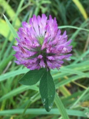red clover