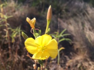 yellow-sunshine