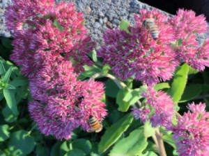 red-clumps