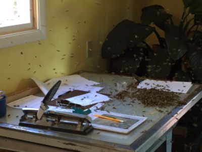 buzzing bees 1