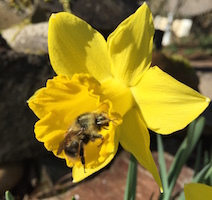 Bee-centered beekeeping 1