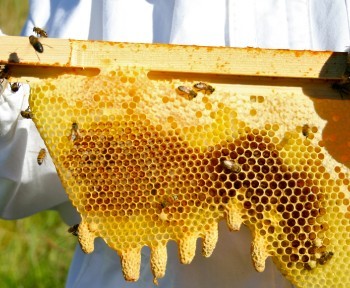 Bee-centered beekeeping 2