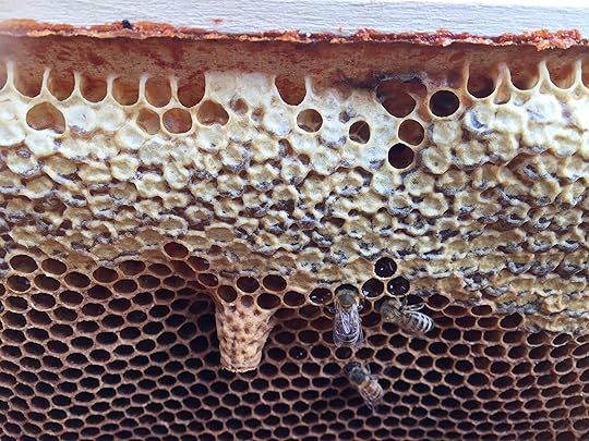 Bee-centric beekeeping 3 Supercedure