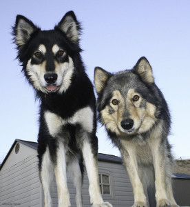 confident-dog-fearful-dog-blog