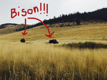 bison.jpg