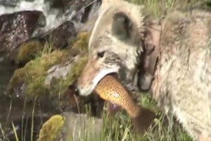 fish coyote