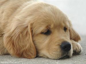 let-sleeping-dogs-lie-1