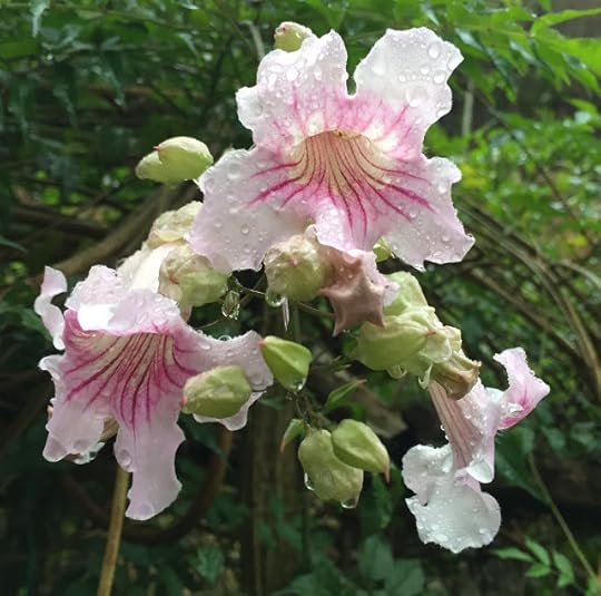 Flowers after a rain