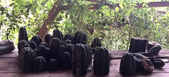 San Pedro cactus