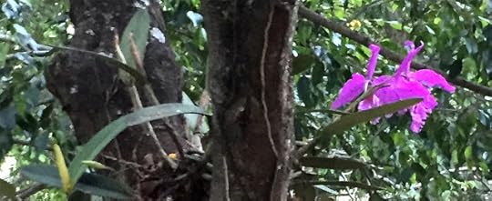 Orchid on tree