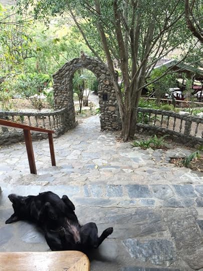 Dog rests on the patio