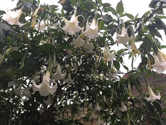 Toé, the 'Witchcraft Plant'
