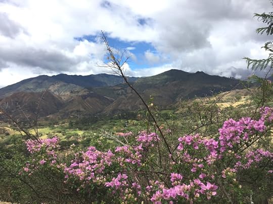 Looking through the flowers