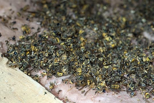 CC Kettering & Corby Pest Control Service Pest Control Services in the Kettering & Corby Are