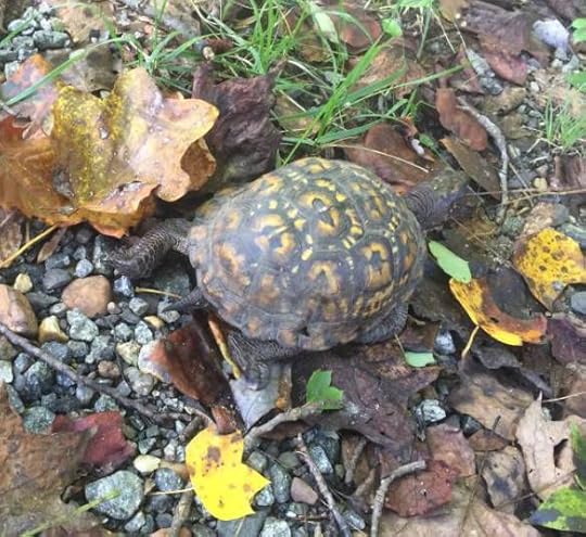 12034443_10156079607420104_4941050891639705705_o