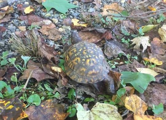 12079813_10156079607425104_106683498800806546_o