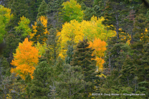 Stunning yellows and oranges amidst the greens